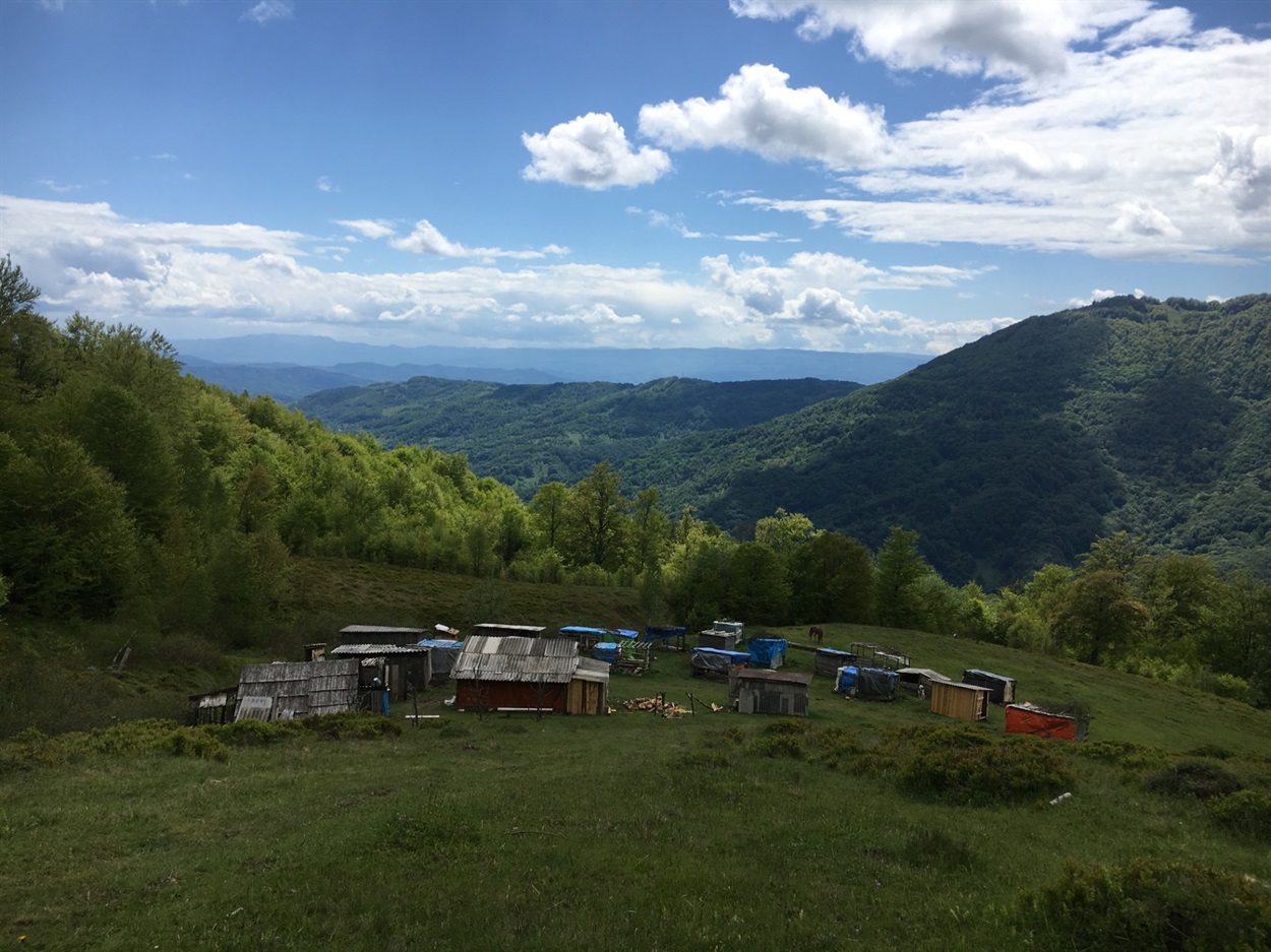 На шляху до локації можна побачити, як літує худоба на полонинах