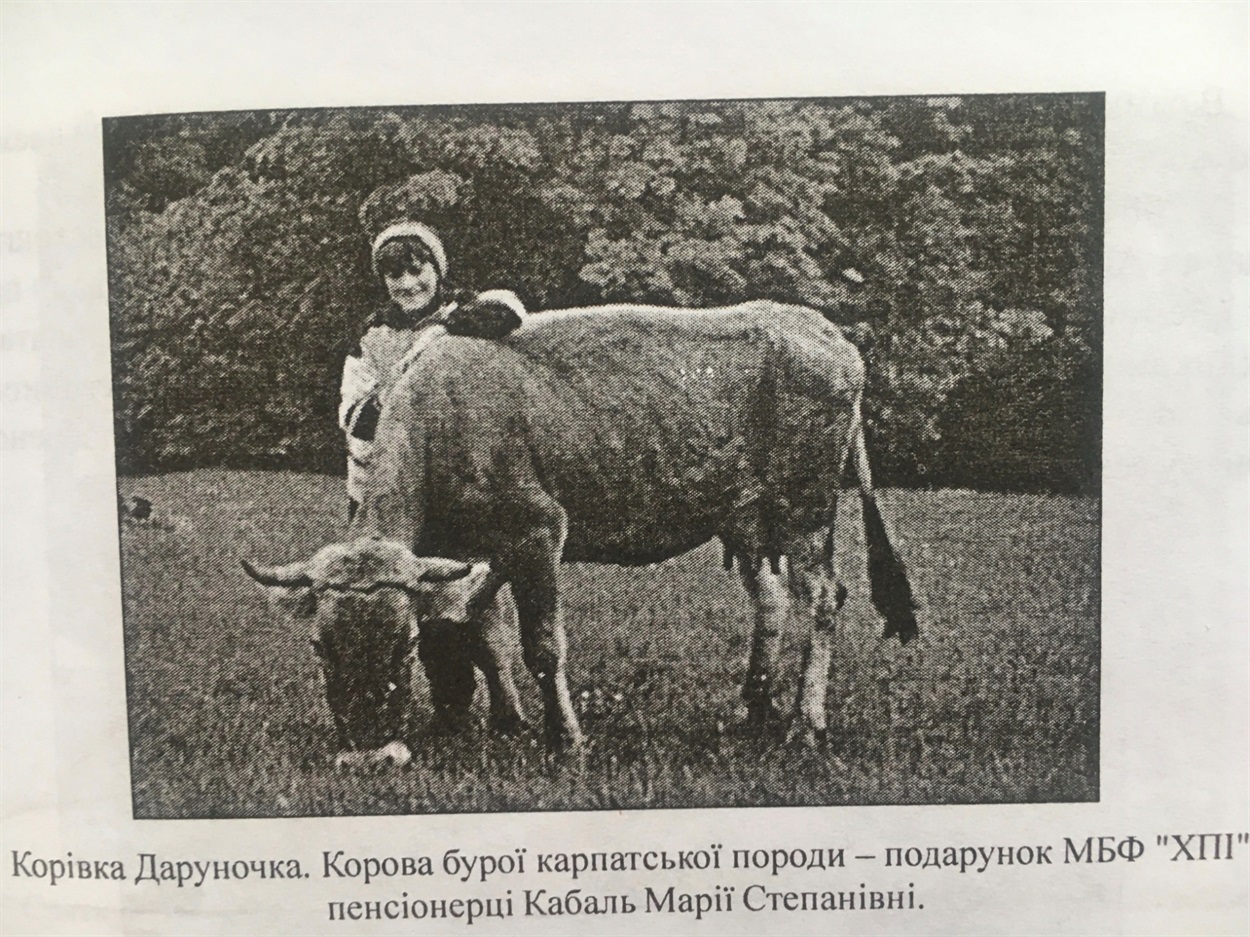 Світлина однієї із подарованих корів у Квасах